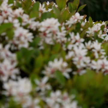 Flowers_01.mp4