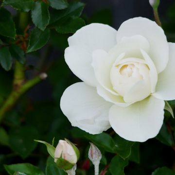 Flowers_02___4K_res.mp4