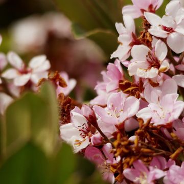 Flowers_04___4K_res.mp4