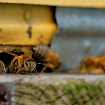 mixkit-bees-seen-in-detail-on-a-beekeeping-farm-4777-full-hd.mp4